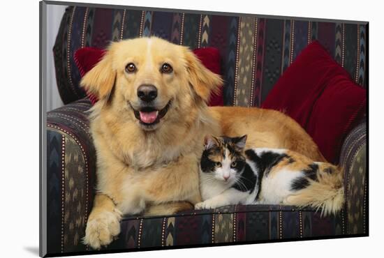 Dog and Cat Sitting in a Chair-DLILLC-Mounted Photographic Print