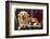 Dog and Cat Sitting in a Chair-DLILLC-Framed Photographic Print