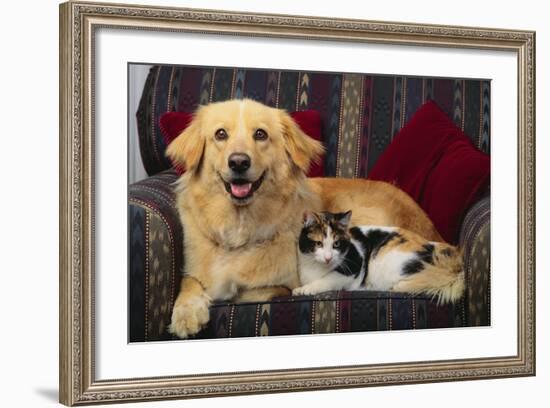 Dog and Cat Sitting in a Chair-DLILLC-Framed Photographic Print