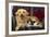 Dog and Cat Sitting in a Chair-DLILLC-Framed Photographic Print