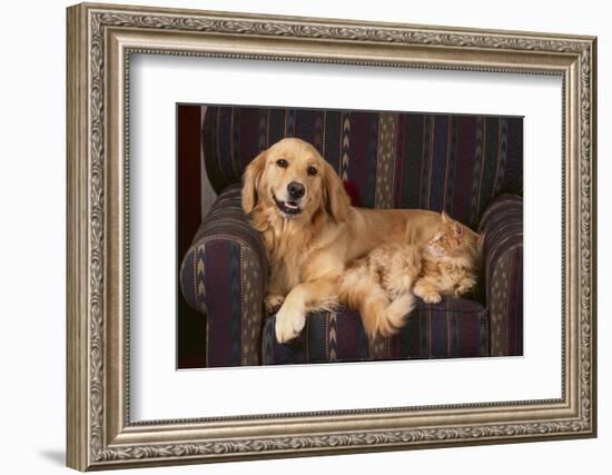 Dog and Cat Sitting in a Chair-DLILLC-Framed Photographic Print