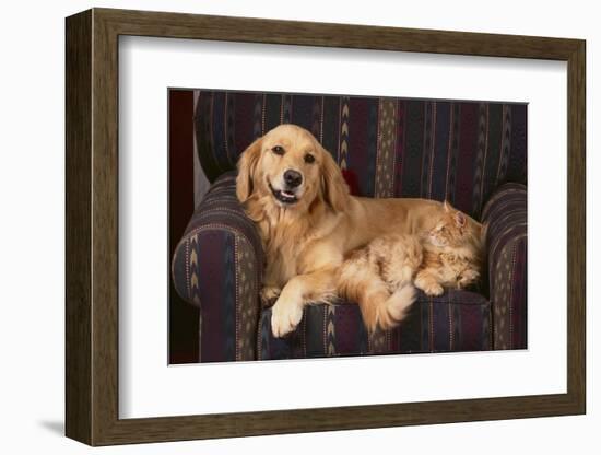 Dog and Cat Sitting in a Chair-DLILLC-Framed Photographic Print