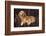 Dog and Cat Sitting in a Chair-DLILLC-Framed Photographic Print