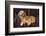 Dog and Cat Sitting in a Chair-DLILLC-Framed Photographic Print