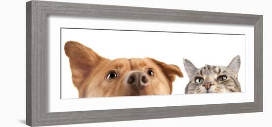 Dog and Cat up and close on the Camera-websubstance-Framed Photographic Print