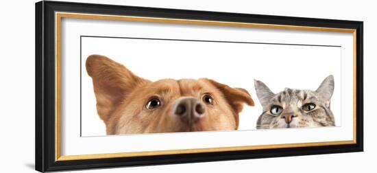 Dog and Cat up and close on the Camera-websubstance-Framed Photographic Print