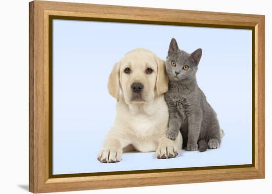 Dog and Cat Yellow Labrador Puppy with Chartreux Kitten-null-Framed Premier Image Canvas