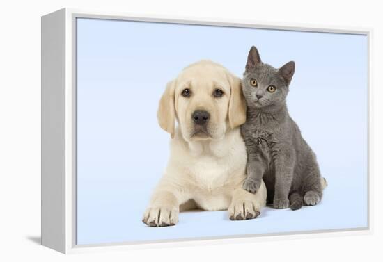 Dog and Cat Yellow Labrador Puppy with Chartreux Kitten-null-Framed Premier Image Canvas