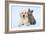 Dog and Cat Yellow Labrador Puppy with Chartreux Kitten-null-Framed Photographic Print