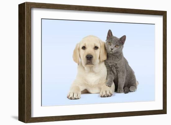 Dog and Cat Yellow Labrador Puppy with Chartreux Kitten-null-Framed Photographic Print