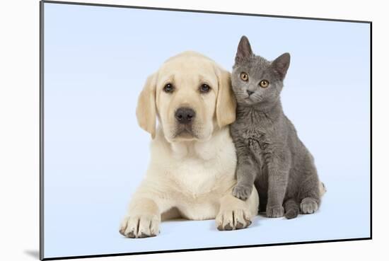 Dog and Cat Yellow Labrador Puppy with Chartreux Kitten-null-Mounted Photographic Print