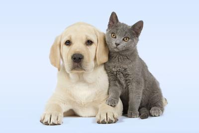 labradors and cats