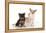 Dog and Cat Yorkshire Terrier Puppy Sitting And-null-Framed Premier Image Canvas