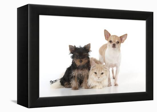 Dog and Cat Yorkshire Terrier Puppy Sitting And-null-Framed Premier Image Canvas