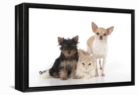 Dog and Cat Yorkshire Terrier Puppy Sitting And-null-Framed Premier Image Canvas