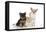 Dog and Cat Yorkshire Terrier Puppy Sitting And-null-Framed Premier Image Canvas