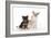 Dog and Cat Yorkshire Terrier Puppy Sitting And-null-Framed Photographic Print