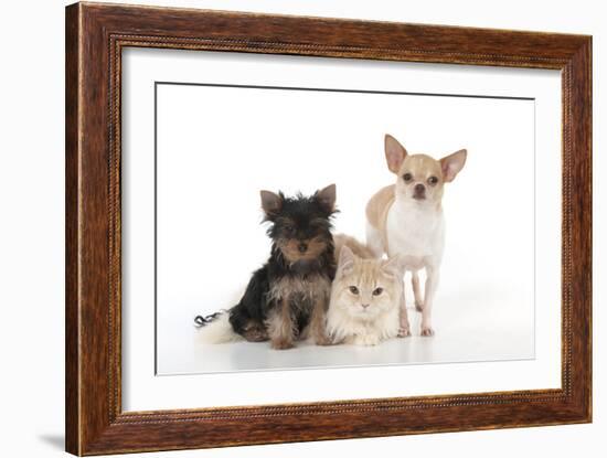 Dog and Cat Yorkshire Terrier Puppy Sitting And-null-Framed Photographic Print