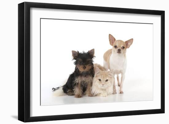 Dog and Cat Yorkshire Terrier Puppy Sitting And-null-Framed Photographic Print