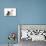 Dog and Cat Yorkshire Terrier Puppy Sitting And-null-Mounted Photographic Print displayed on a wall