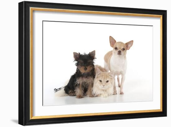 Dog and Cat Yorkshire Terrier Puppy Sitting And-null-Framed Photographic Print