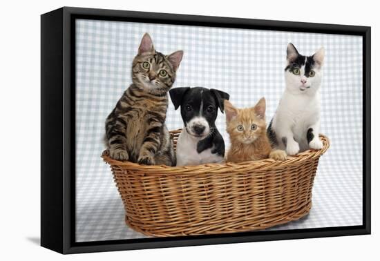 Dog and Cats Three Kittens and a Puppy Sitting in Basket-null-Framed Premier Image Canvas