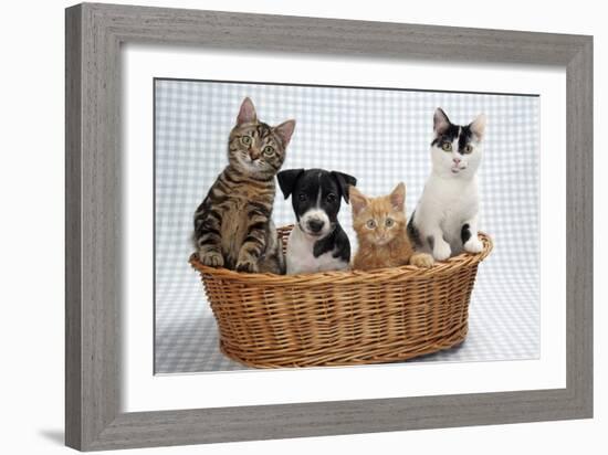 Dog and Cats Three Kittens and a Puppy Sitting in Basket-null-Framed Photographic Print