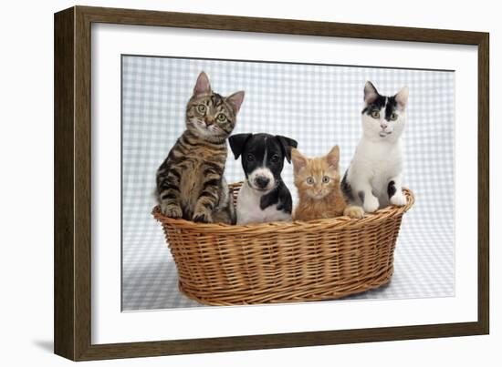 Dog and Cats Three Kittens and a Puppy Sitting in Basket-null-Framed Photographic Print