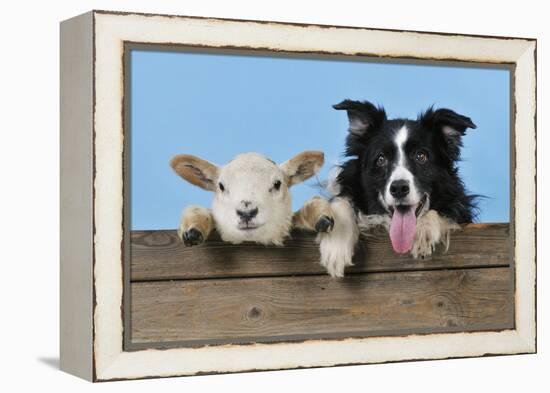 Dog and Lamb, Border Collie and Cross Breed Lamb-null-Framed Premier Image Canvas