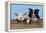 Dog and Lamb, Border Collie and Cross Breed Lamb-null-Framed Premier Image Canvas