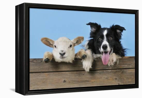 Dog and Lamb, Border Collie and Cross Breed Lamb-null-Framed Premier Image Canvas