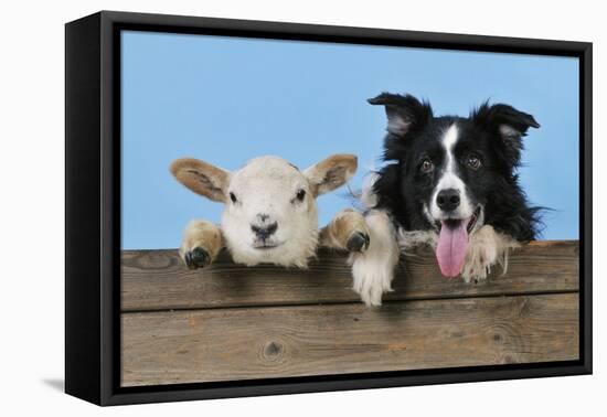 Dog and Lamb, Border Collie and Cross Breed Lamb-null-Framed Premier Image Canvas