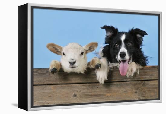 Dog and Lamb, Border Collie and Cross Breed Lamb-null-Framed Premier Image Canvas