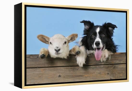 Dog and Lamb, Border Collie and Cross Breed Lamb-null-Framed Premier Image Canvas