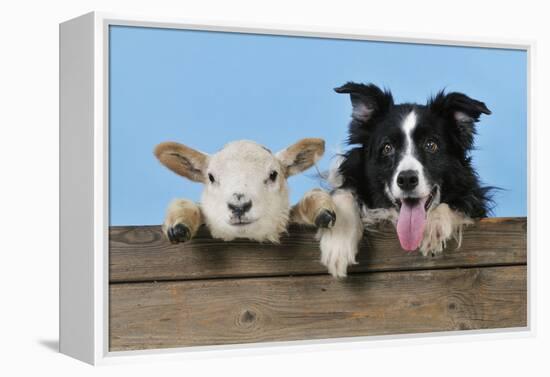 Dog and Lamb, Border Collie and Cross Breed Lamb-null-Framed Premier Image Canvas