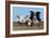 Dog and Lamb, Border Collie and Cross Breed Lamb-null-Framed Photographic Print