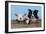 Dog and Lamb, Border Collie and Cross Breed Lamb-null-Framed Photographic Print