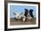 Dog and Lamb, Border Collie and Cross Breed Lamb-null-Framed Photographic Print