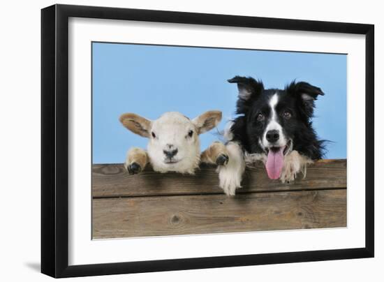Dog and Lamb, Border Collie and Cross Breed Lamb-null-Framed Photographic Print