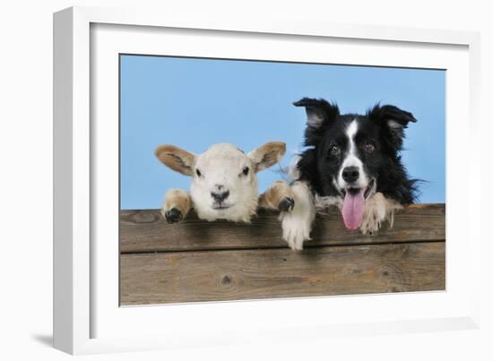 Dog and Lamb, Border Collie and Cross Breed Lamb-null-Framed Photographic Print