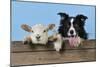 Dog and Lamb, Border Collie and Cross Breed Lamb-null-Mounted Photographic Print