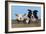 Dog and Lamb, Border Collie and Cross Breed Lamb-null-Framed Photographic Print