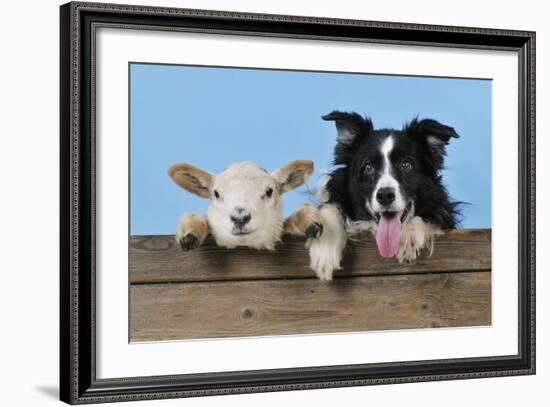 Dog and Lamb, Border Collie and Cross Breed Lamb-null-Framed Photographic Print