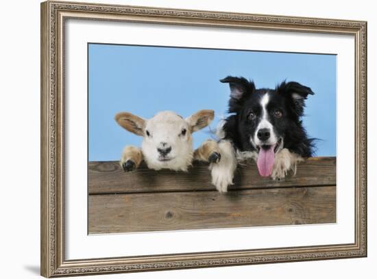 Dog and Lamb, Border Collie and Cross Breed Lamb-null-Framed Photographic Print