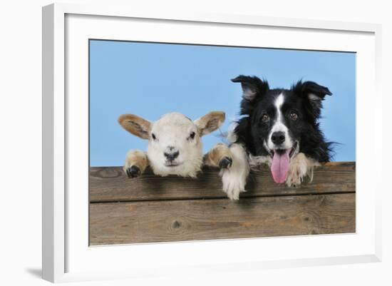 Dog and Lamb, Border Collie and Cross Breed Lamb-null-Framed Photographic Print