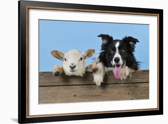 Dog and Lamb, Border Collie and Cross Breed Lamb-null-Framed Photographic Print