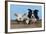 Dog and Lamb, Border Collie and Cross Breed Lamb-null-Framed Photographic Print