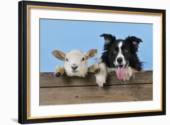 Dog and Lamb, Border Collie and Cross Breed Lamb-null-Framed Photographic Print