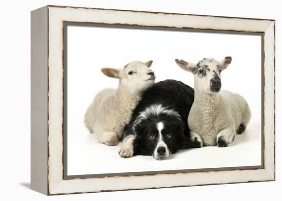 Dog and Lamb, Border Collie Sitting Between Two Cross-null-Framed Premier Image Canvas