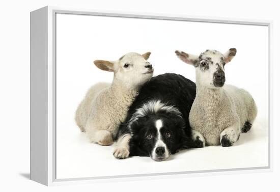 Dog and Lamb, Border Collie Sitting Between Two Cross-null-Framed Premier Image Canvas